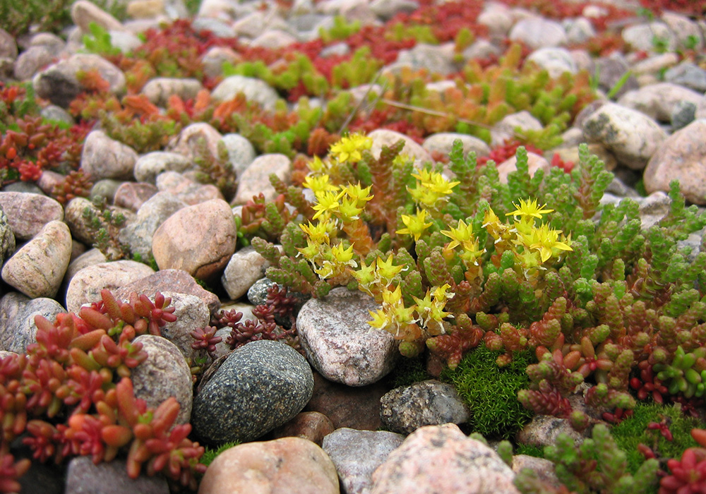 Sedum-acre-gul-fetknopp 2